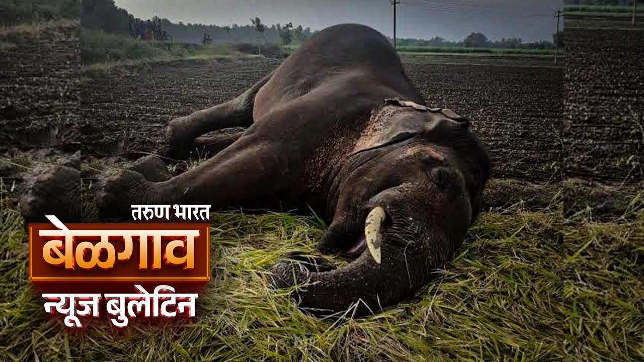 बेळगाव न्यूज बुलेटिन | Belgaum News Bulletin | 02-11-2025