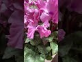 バラ🌹みたいに咲くシクラメンの花@紫陽花