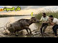 العجل هرب و وقع في البحر وكان هيموت 