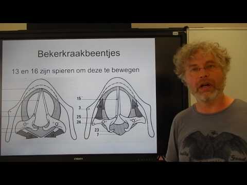 Biologie 2108 VG De Stembanden en het strottenhoofd