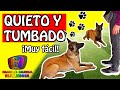 ENSEÑAR a un PERRO el QUIETO y TUMBADO | Adiestramiento Canino en Obediencia