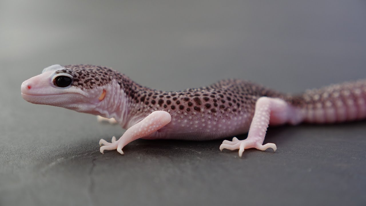 オープン生体紹介〜ヤモリ・トカゲ・カメ〜
