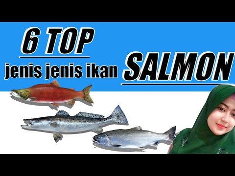 Video: Apa yang disebut salmon muda atau trout?