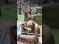 Орангутан Мотя и чернорукий гиббон Лиза