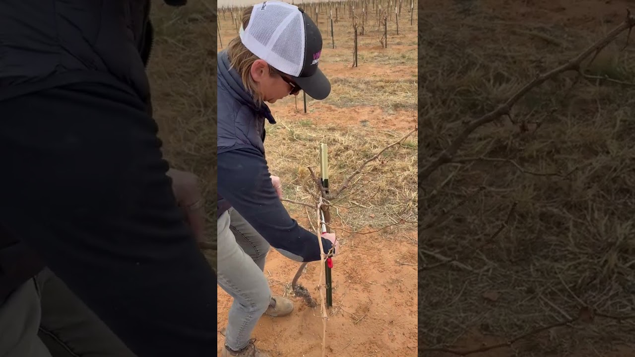 How to set up arms on a head trained vine