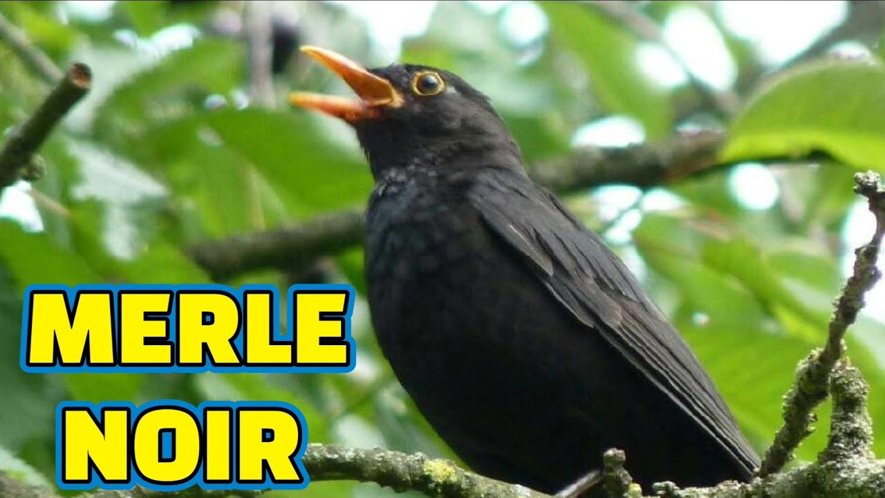 Le chant du merle noir est le préféré des humains selon une étude