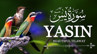 Surah Yaseen (Yasin) سورة يس |  Full by Sheikh Abdur Rehman Al Ossi-like | Beautiful Voice | 32