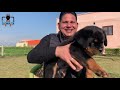 Tyagis rottweilers professional rottweiler breeder  dog kennel ambala haryana  scoobers