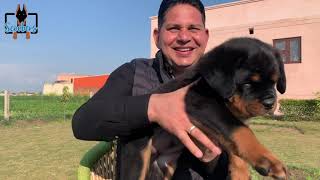 Tyagi’s Rottweilers Professional Rottweiler Breeder | Dog Kennel Ambala Haryana | Scoobers