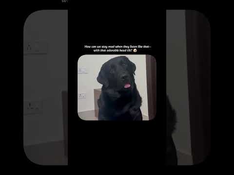 How  can we stay mad when they listen like that with that adorable head tilt #view #libertador #pets