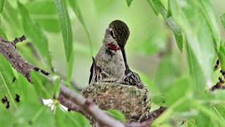 Anna&#39;s Hummingbirds Nesting and Feeding