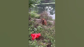 Chó Hmong cộc đuôi nhà ai đấy #dogs