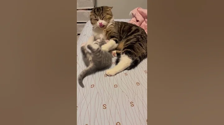 Watch the video about Mother cat's love😍😍💮#shorts#shortvideo#cat#cute#viralvideo#funny#edit#animals