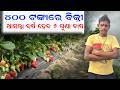 ମାତ୍ର ୦.୫ ଏକରରୁ ଲକ୍ଷାଧିକ ଟଙ୍କାର ଲାଭ: ଷ୍ଟ୍ରବେରୀ ଚାଷର ସଫଳତା କାହାଣୀ | Strawberry Farming Success Story.