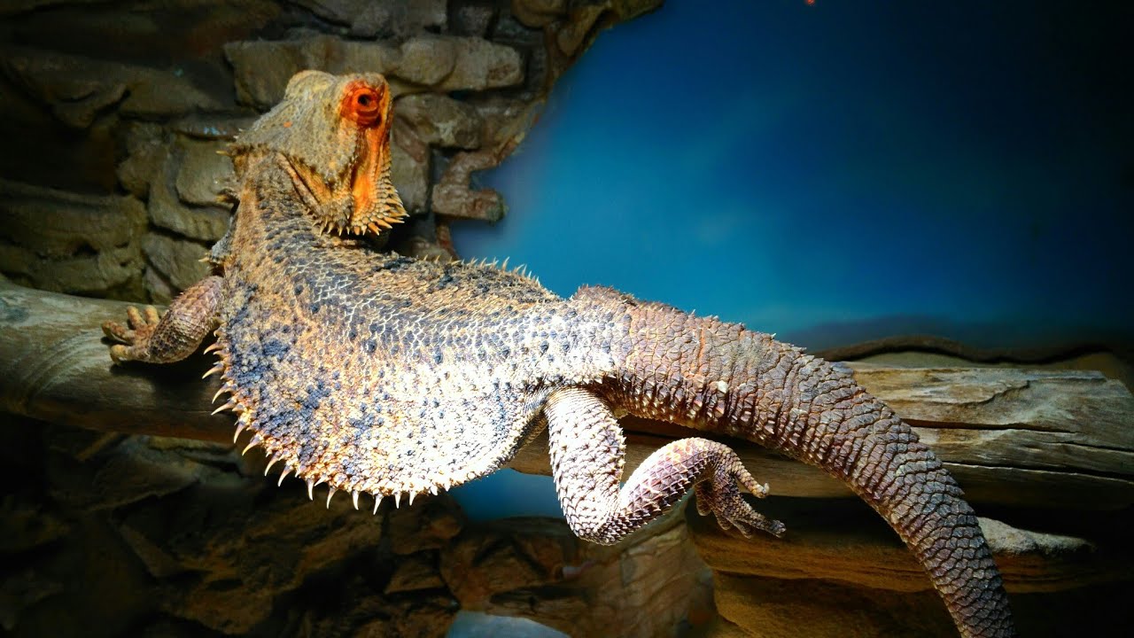 Básicos Dragón barbudo Pogona Guía | daden Reptilera