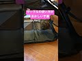 サークルの使い方がおかしい子達 #キャバリアキングチャールズスパニエル #スコティッシュフォールド #トイプードル