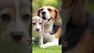 Top 10 most friendly dog breeds | #top10 #dog