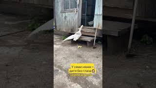 У семи няней дитя без глаза... #подворье #животные #гуси #гусинаяферма #гусь #гусьобнимусь