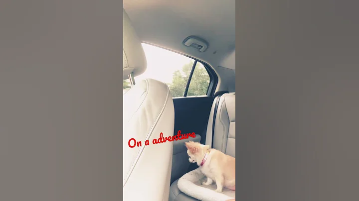 A little trip