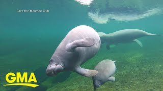 Save the manatees
