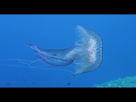 Diving Scandola Golf