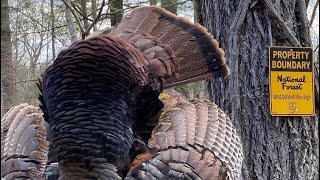 National Forest Gobbler