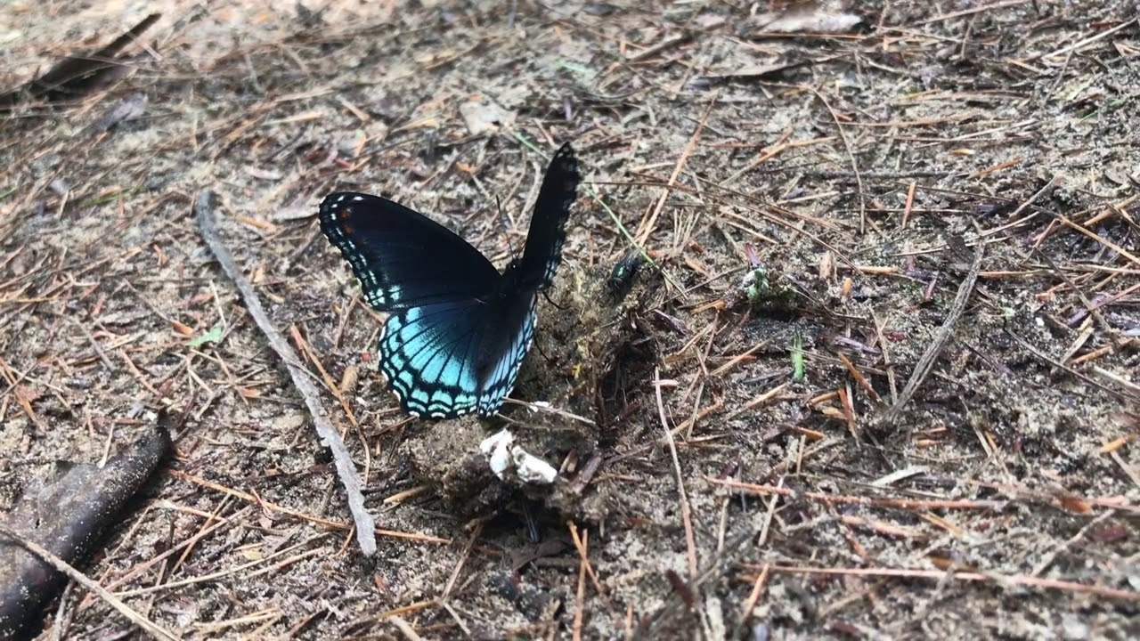 Creation fall Kentucky (Pink Floyd - Another Brick in the Wall (Folk Cover))