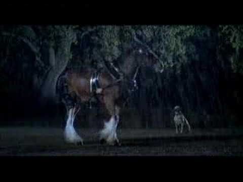 budweiser-clydesdale-team-commercial