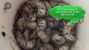 Tưởng bắt con đuông dừa hóa ra con này