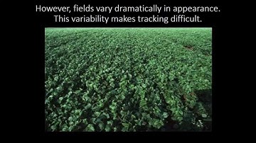 Learning Crop Models for Vision-Based Guidance of Agricultural Robots