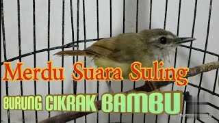 Download Lagu Burung Cikrak Bambu bersuara nyuling MP3