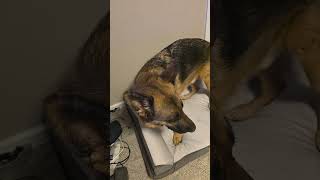 German Shepherd Getting His Bed Ready dog germanshepherd puppy gsds cute