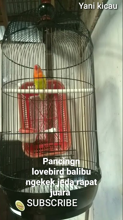 pancingn lovebird paud ngekek jeda rapat