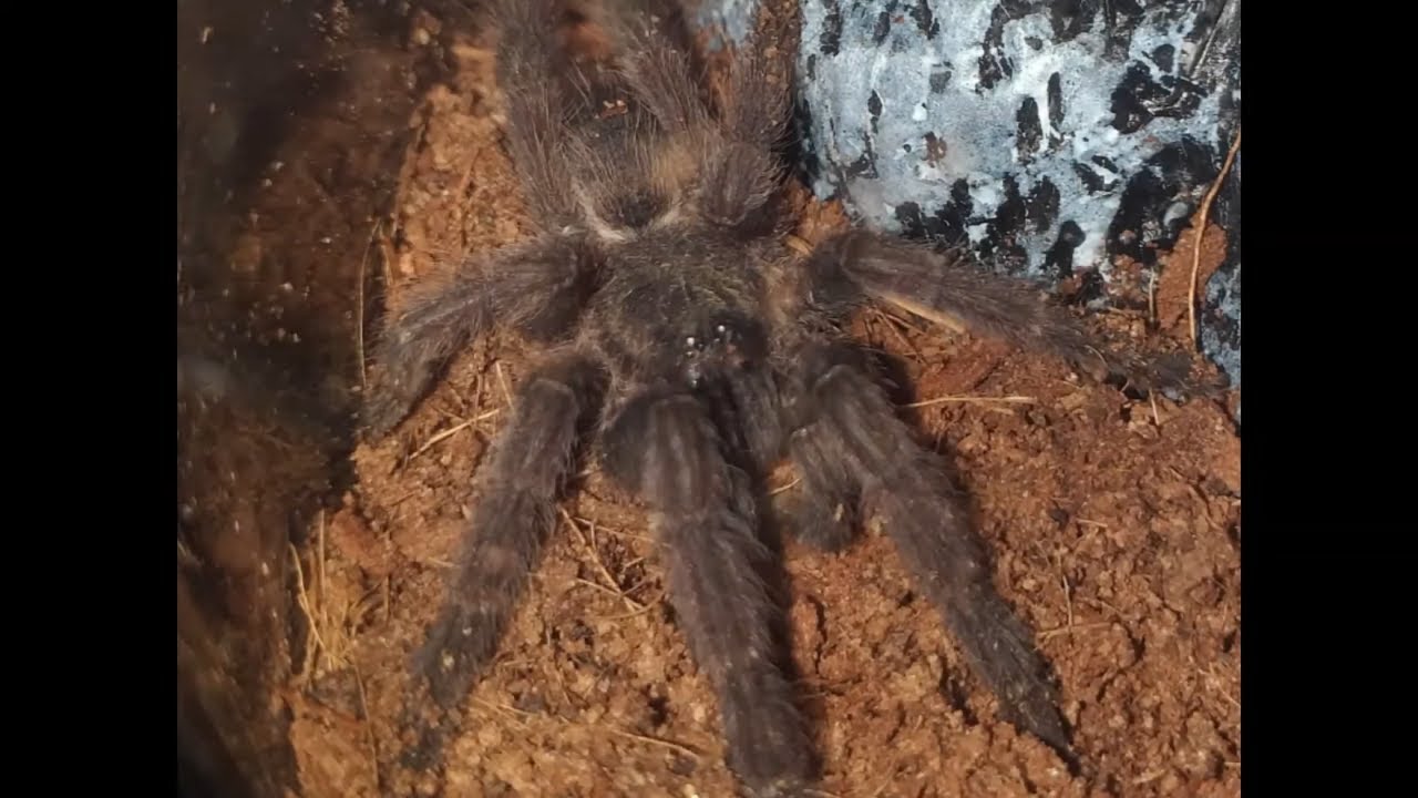 I FOUND MY TARANTULA IN THE DEATH CURL!!! DEAD TARANTULA R.I.P. KARMA
