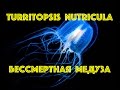 Медуза Turritopsis nutricula, которая живет вечно