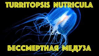 Медуза Turritopsis nutricula, которая живет вечно