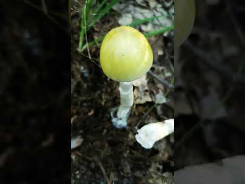 Gyilkos galóca -