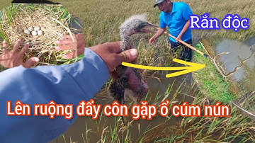 Lên Đồng Đẩy Côn Máy Lạnh 80b Bắt Cá Chuối Cá Trê Lên Gặp Rắn Hổ Lửa