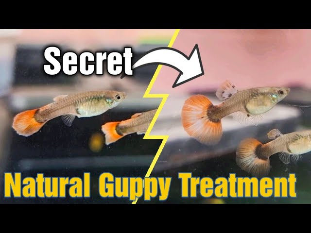 I CURED Almost Any Type of GUPPY DESEASE With This Natural Method