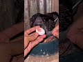 Pigeon baby place cleanup #pigeon #pigeons#viral #shortvideo #ring #baby #pigeonlover #pigeonvlog
