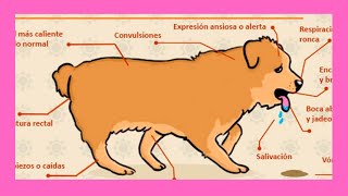 Evita los Golpes de Calor en Perros  Veterinaria te lo explica #perros #veterinaria