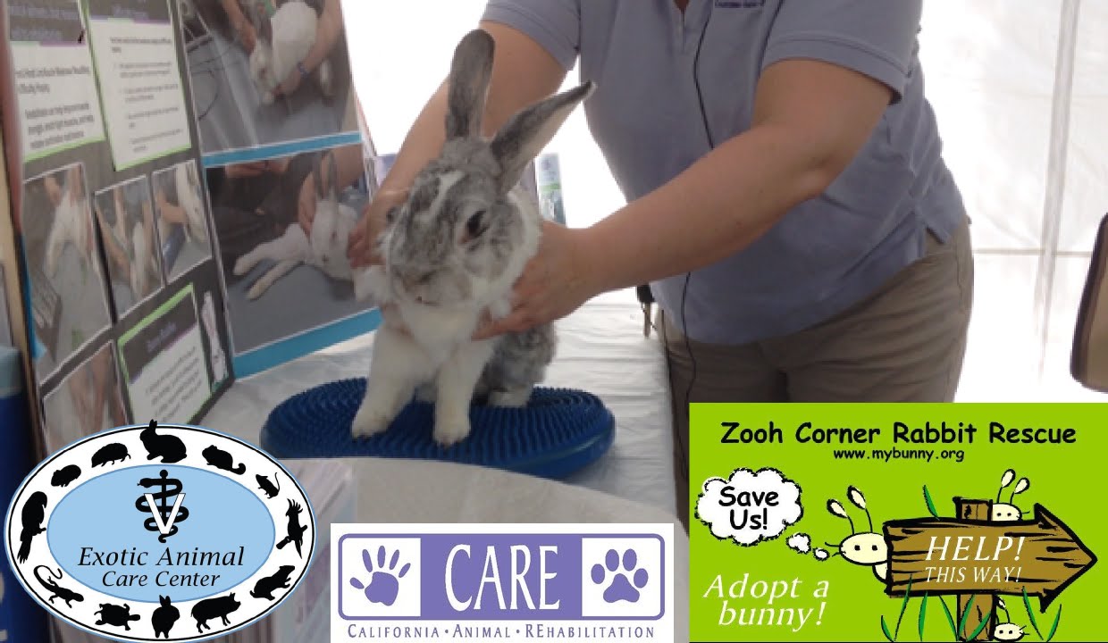 elderly rabbit care