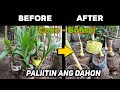 how to maintain Cocobon leaves | Paano Paliitin ang dahon ng Coconut bonsai natin