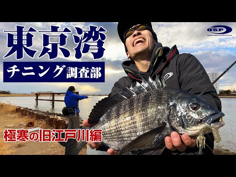 東京湾チニング調査部【極寒の旧江戸川編】