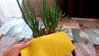 Sadece Sarı Bez Ve Su İle Topraksız Soğan Sarımsak Yetiştirme