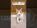 【猫の芸☆お手(飼い主は悲しいの巻w)】糸 / 中島みゆき