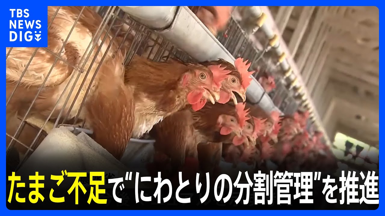 鳥インフルによる殺処分を減らすため「にわとりの分割管理」を推進