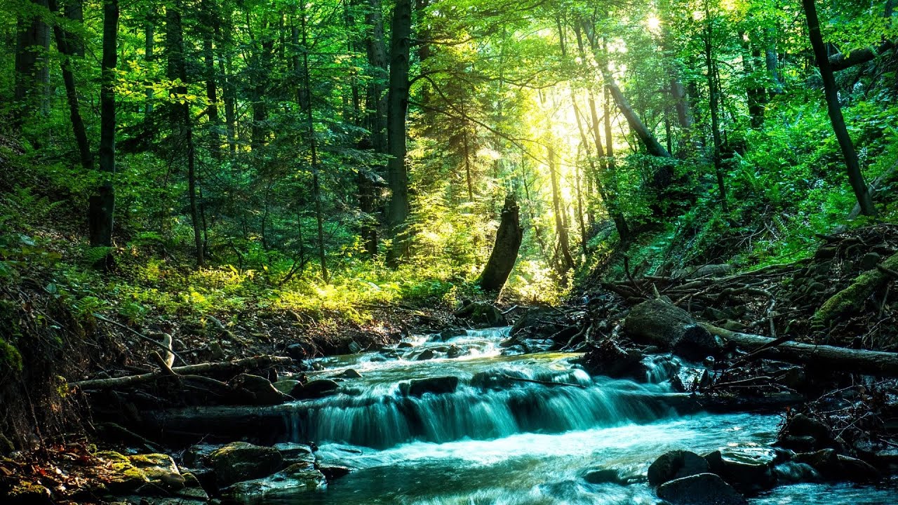 SON de la NATURE - 🌳 Ambiance de Relaxation 🌳 [10 Heures]