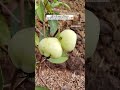 #kokan #shortvideo #konkanpremi #kokan #shorts #ytshorts #shortvideo #kokandiaries #kokanistatus