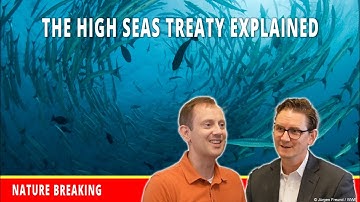 The High Seas Treaty Explained: Why It Matters for Our Ocean & Beyond